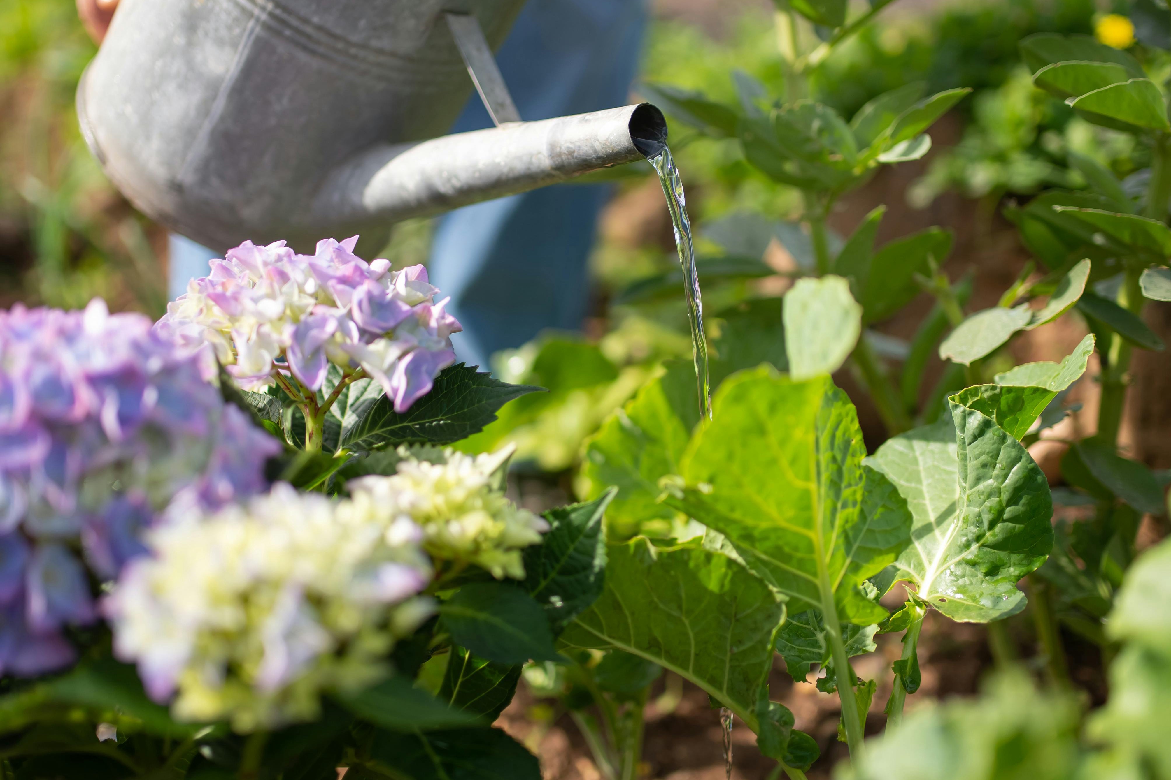 garden watering